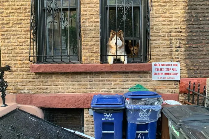 a dog in a window